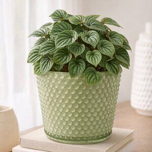 Hobnail Bubble Glass Planter | Textured Decorative Plant Pot
